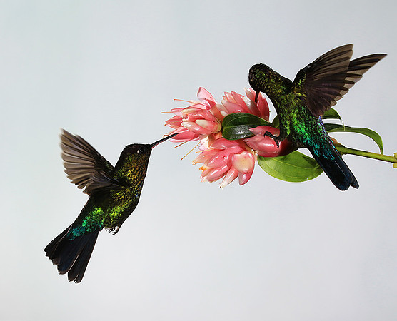 Fiery throated humming bird