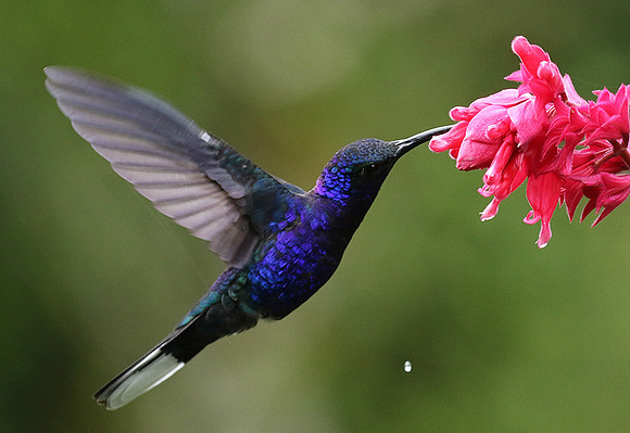 Violet saberwing