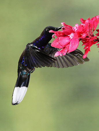 Violet saberwing