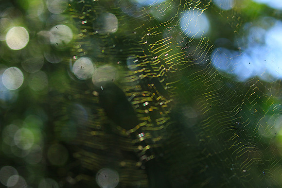 Spider web - Costa Rica