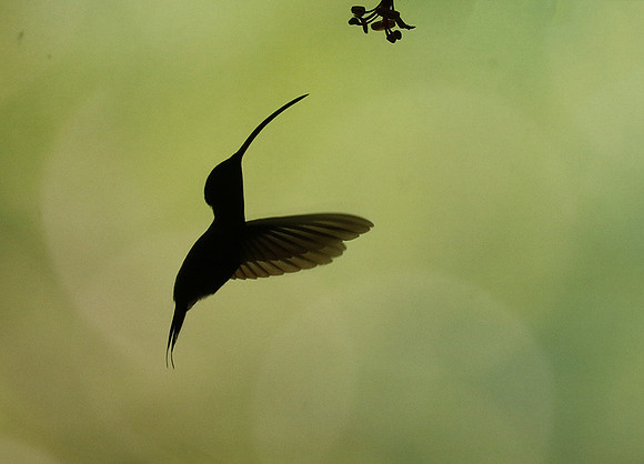 Silhouette