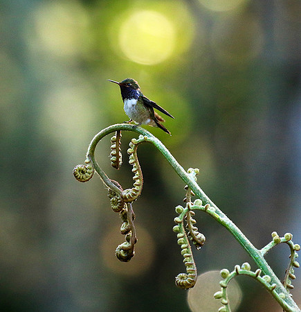 Volcano talamanca (male)