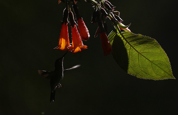 Backlit humming bird