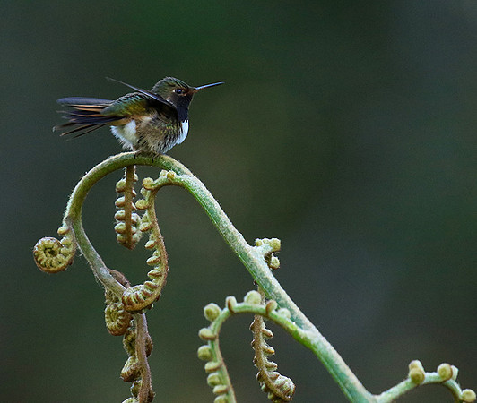 Volcano talamanca (male)