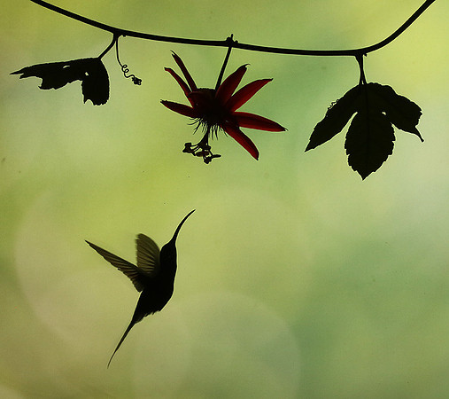 Silhouette