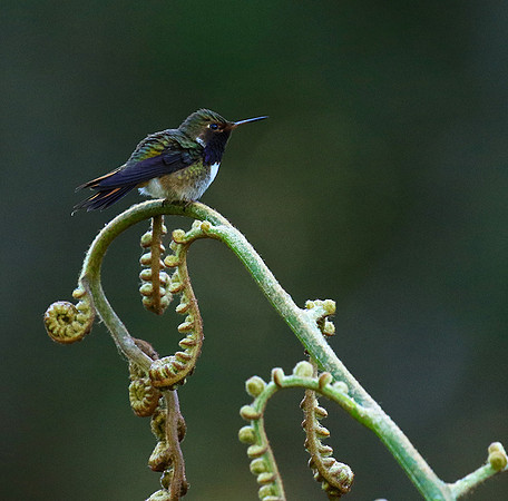 Volcano talamanca (male)