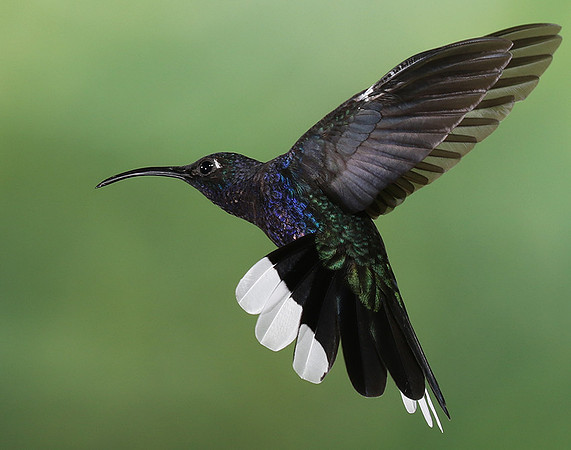 Violet saberwing