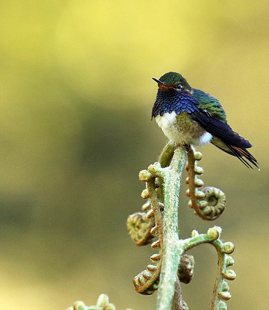 Volcano talamanca (male)
