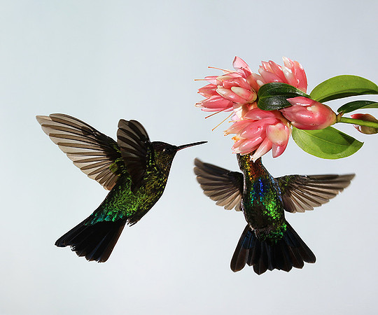 Fiery throated humming bird