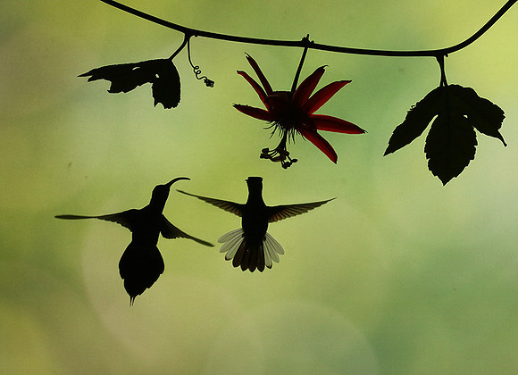 Silhouette