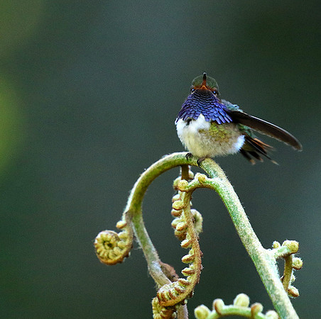 Volcano talamanca (male)