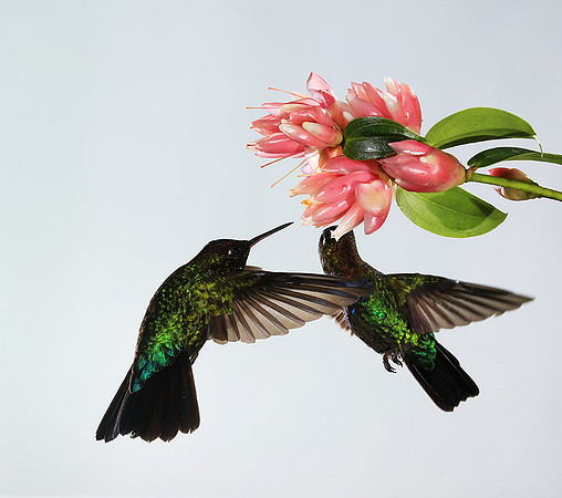 Fiery throated humming bird