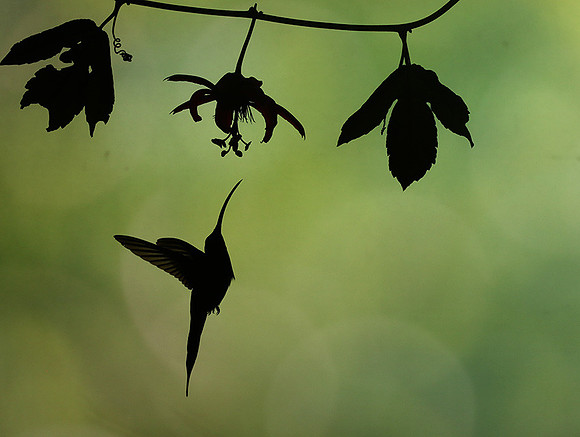 Silhouette