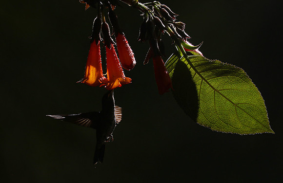 Backlit humming bird