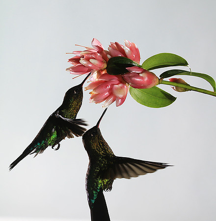 Fiery throated humming bird