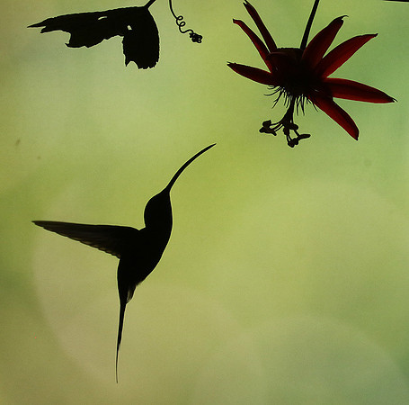 Silhouette
