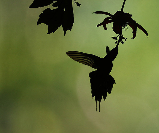 Silhouette