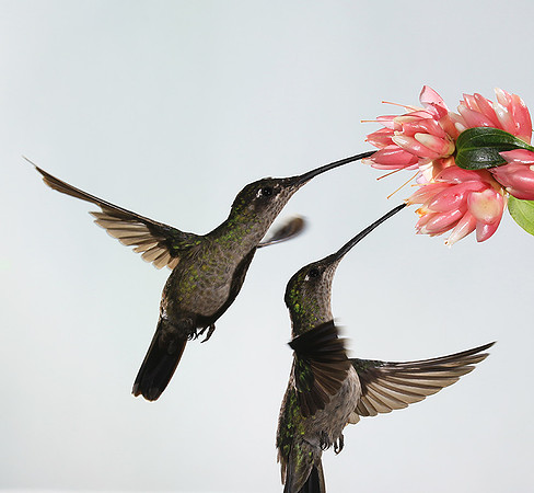 Green hermit (female)