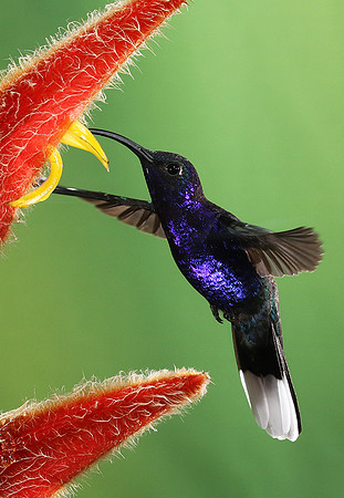 Violet saberwing