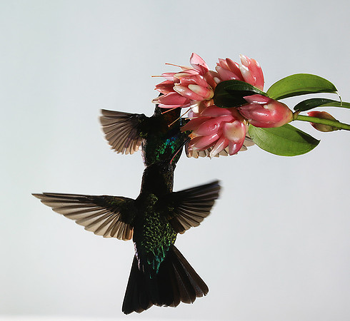 Fiery throated humming bird