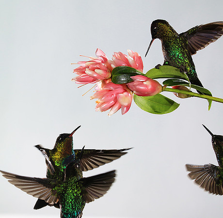 Fiery throated humming bird