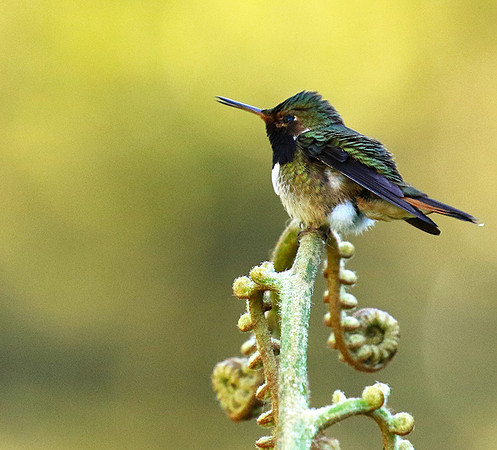 Volcano talamanca (male)