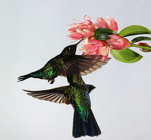 Fiery throated humming bird