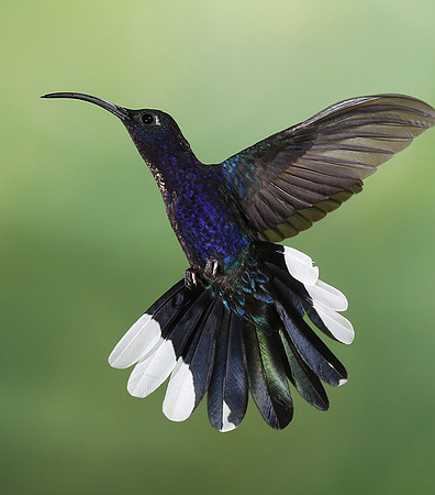 Violet saberwing