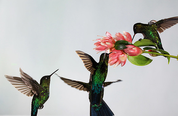 Fiery throated humming bird