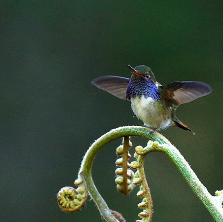 Volcano talamanca (male)