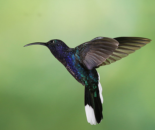 Violet saberwing