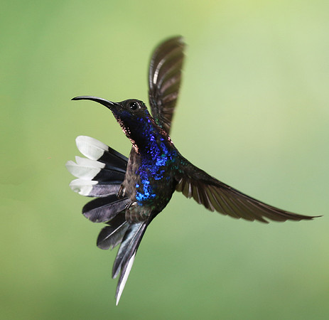 Violet saberwing