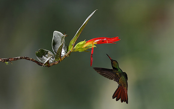Humming bird