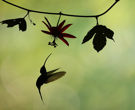 Silhouette