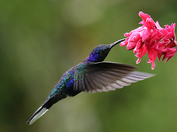 Violet saberwing