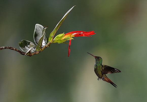 Humming bird