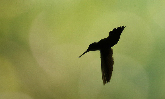 Silhouette