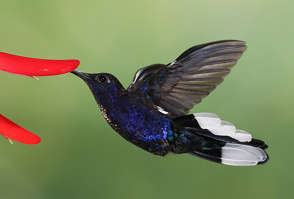 Violet saberwing