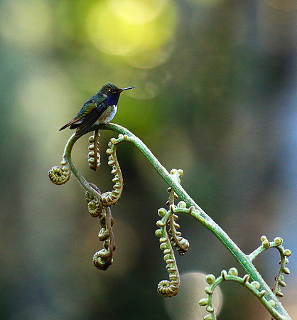 Volcano talamanca (male)