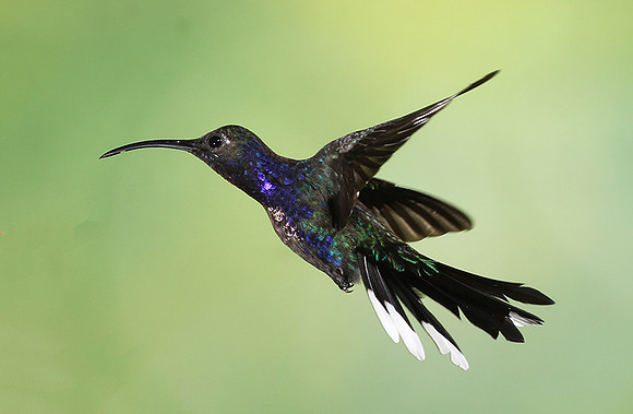 Violet saberwing