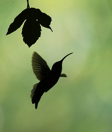 Silhouette