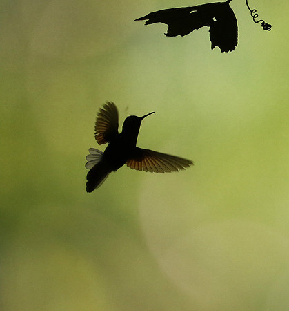 Silhouette