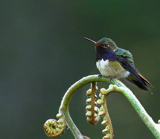 Volcano talamanca (male)