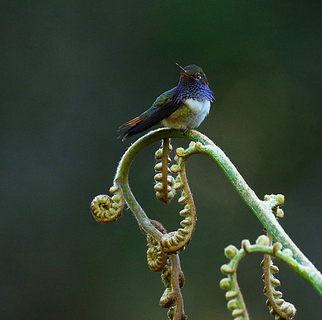 Volcano talamanca (male)