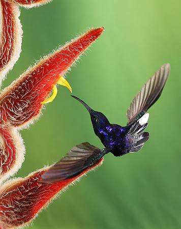Violet saberwing