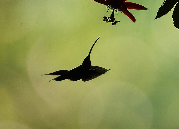 Silhouette