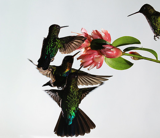 Fiery throated humming bird