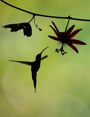 Silhouette