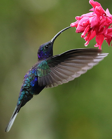 Violet saberwing