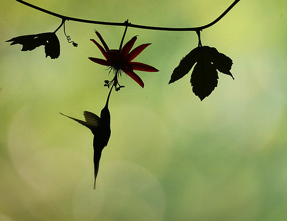 Silhouette